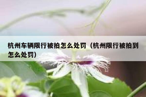 杭州车辆限行被拍怎么处罚（杭州限行被拍到怎么处罚） 第1张