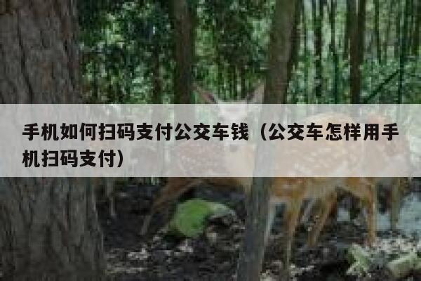 手机如何扫码支付公交车钱（公交车怎样用手机扫码支付） 第1张