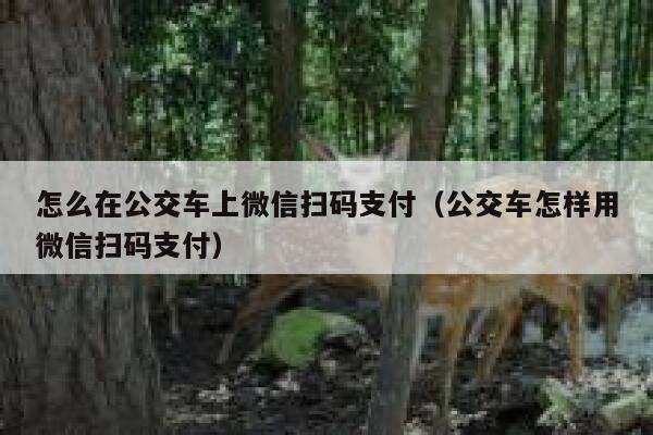 怎么在公交车上微信扫码支付（公交车怎样用微信扫码支付） 第1张